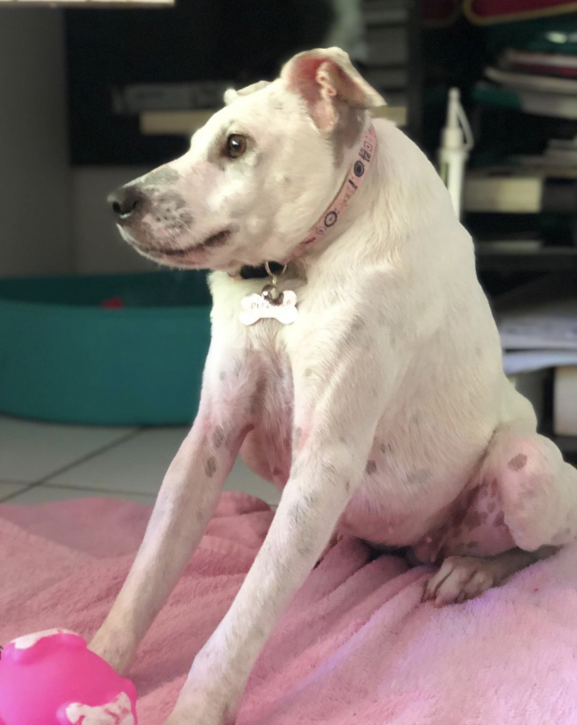 An SSS dog living happily